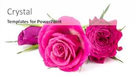  Presentation with rose flower - Beautiful presentation theme featuring pink rose flower bouquet isolated on white background cutout backdrop and a white colored foreground