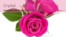  Presentation with rose flower - PPT theme having pink-rose-flower-bouquet-isolated background and a coral colored foreground