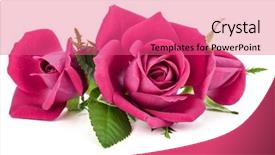  Presentation with rose flower - Audience pleasing slide deck consisting of pink rose flower bouquet isolated backdrop and a coral colored foreground