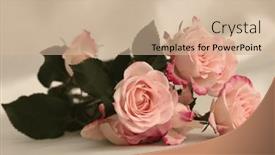  Presentation with pink silk - Presentation design with pink-rose-flower-bouquet background and a soft green colored foreground