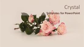  Presentation with light pink - 