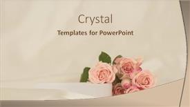  Presentation with rose flower - Presentation theme enhanced with pink-rose-flower-bouquet background and a  colored foreground