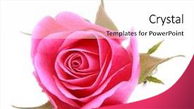  Presentation with rose flower - Colorful slide deck enhanced with baby hand of newborn hands backdrop and a light gray colored foreground