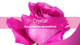  Presentation with rose flower - Presentation design with pink-rose-flower-isolated background and a purple colored foreground