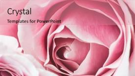  Presentation with pink petal flower animated - Slide deck enhanced with pink rose flower with shallow background and a  colored foreground