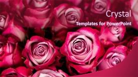  Presentation with pink rose - Audience pleasing presentation theme consisting of pink-rose-flowers-background backdrop and a violet colored foreground