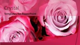  Presentation with pink rose - Beautiful slides featuring pink-rose-flowers-background backdrop and a coral colored foreground