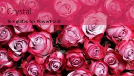  Presentation with pink rose - Colorful PPT layouts enhanced with pink-rose-flowers-background backdrop and a red colored foreground