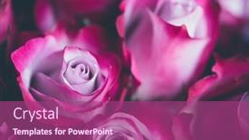  Presentation with pink rose - Colorful slide set enhanced with pink-rose-flowers-background backdrop and a violet colored foreground