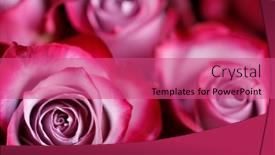  Presentation with pink rose - Audience pleasing PPT layouts consisting of pink-rose-flowers-background backdrop and a coral colored foreground
