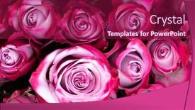  Presentation with pink rose - PPT layouts enhanced with pink-rose-flowers-background background and a violet colored foreground