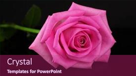  Presentation with pink black - Amazing slides having pink-rose-isolated-on-black backdrop and a violet colored foreground