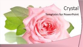  Presentation with pink rose - PPT theme consisting of pink rose isolated on white background and a lemonade colored foreground