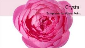  Presentation with pink rose petals on white - Presentation theme consisting of pink rose isolated on white background and a coral colored foreground