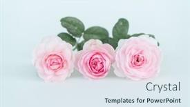  Presentation with pink rose - Presentation theme consisting of pink-rose-isolated-on-white background and a sky blue colored foreground