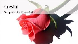  Presentation with pink rose petals on white - Slides with pink rose isolated on white background and a  colored foreground