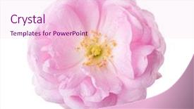  Presentation with pink rose petals on white - PPT layouts consisting of pink rose isolated on white background and a lemonade colored foreground