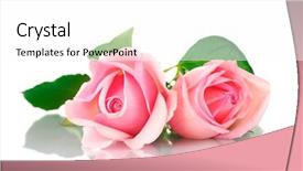 Presentation with pink rose - Cool new presentation design with pink rose isolated on white backdrop and a white colored foreground