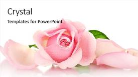  Presentation with pink rose - Audience pleasing PPT layouts consisting of overhead view of young couple backdrop and a coral colored foreground.