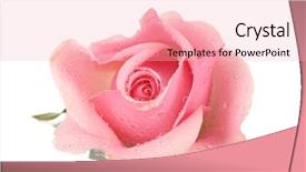  Presentation with pink rose - Colorful slide deck enhanced with pink rose isolated on white backdrop and a lemonade colored foreground