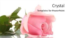  Presentation with pink rose - PPT theme consisting of pink rose isolated on white background and a white colored foreground