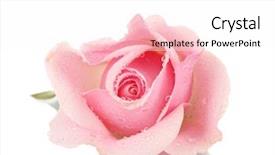  Presentation with pink rose - Cool new PPT theme with pink rose isolated on white backdrop and a white colored foreground