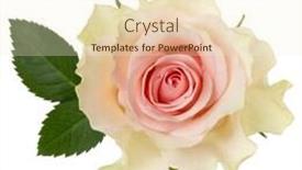  Presentation with rose flower - Beautiful slides featuring pink rose isolated over white background closeup rose flower head in air without shadow top view flat lay backdrop and a cream colored foreground