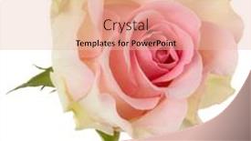  Presentation with pink rose - PPT theme enhanced with pink-rose-isolated-over-white background and a lemonade colored foreground