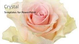  Presentation with rose flower - PPT theme with pink-rose-isolated-over-white background and a white colored foreground