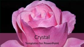  Presentation with pink rose - PPT layouts enhanced with pink rose isolated on a black background background and a coral colored foreground