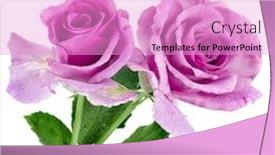  Presentation with pink rose - Presentation design consisting of pink rose isolated on a white background and a lilac colored foreground