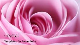  Presentation with pink rose - Slide deck having pink rose macro close up background and a coral colored foreground