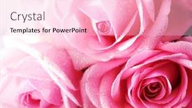  Presentation with pink rose - Beautiful theme featuring pink rose macro close up backdrop and a lemonade colored foreground