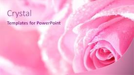  Presentation with pink rose - Cool new presentation design with pink rose macro backdrop and a lemonade colored foreground