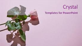  Presentation with purple rose - Slides having pink rose on a purple background and a lemonade colored foreground