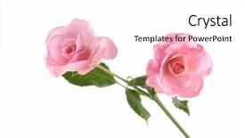  Presentation with pink rose petals on white - Presentation having pink rose on a white background and a white colored foreground