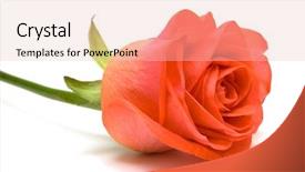  Presentation with pink rose - Cool new presentation theme with pink rose on white background backdrop and a lemonade colored foreground