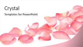  Presentation with pink rose - PPT theme featuring pink rose petals on white background and a white colored foreground