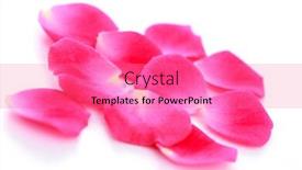  Presentation with pink rose petals - Slide deck featuring pink-rose-petals-on-white background and a coral colored foreground