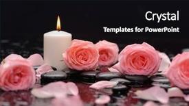  Presentation with pink rose petals - Presentation theme with pink rose petals with white background and a black colored foreground