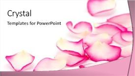  Presentation with pink rose - Presentation theme enhanced with pink rose petals background and a white colored foreground