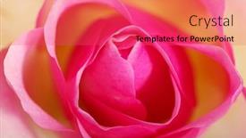  Presentation with pink rose - Slide deck with pink rose up front view macro shot background and a red colored foreground