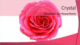  Presentation with pink rose - Audience pleasing PPT theme consisting of pink rose on white background backdrop and a coral colored foreground