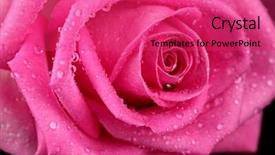  Presentation with pink-black - Slide deck enhanced with pink rose with drops isolated background and a red colored foreground