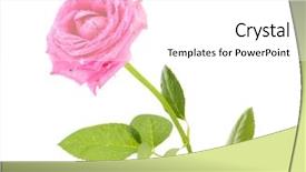  Presentation with pink rose petals on white - Cool new PPT theme with pink rose with drops isolated backdrop and a white colored foreground