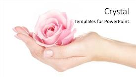  Presentation with hand holding flowers - Amazing slides having pink rose with hands backdrop and a white colored foreground