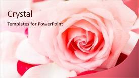  Presentation with singled green pink rose - Slide deck featuring pink rose with petal besides background and a  colored foreground