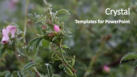  Presentation with pink rose - Colorful PPT theme enhanced with pink rose with rain drop backdrop and a  colored foreground