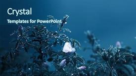  Presentation with pink rose - Theme having pink rose with rain drop background and a  colored foreground