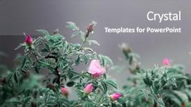  Presentation with pink rose - Colorful slide deck enhanced with pink rose with rain drop backdrop and a  colored foreground